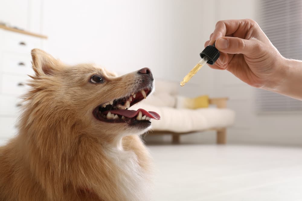 Dog getting a dose of liquid dog medication