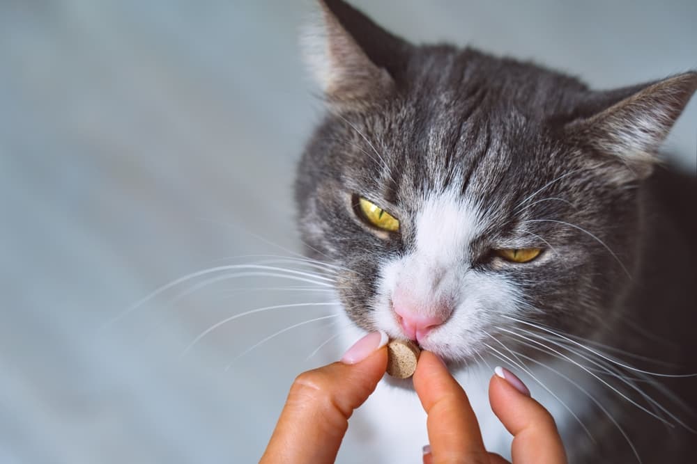 Owner giving cat a pill to help with sickness