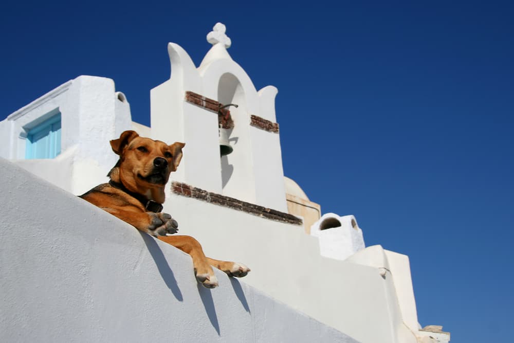 Big dog sitting on the wall in a Greek town
