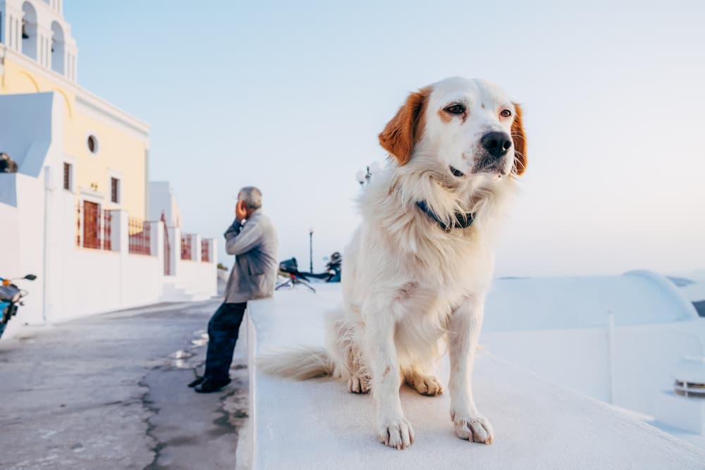 Dog sitting on a wall in Greece