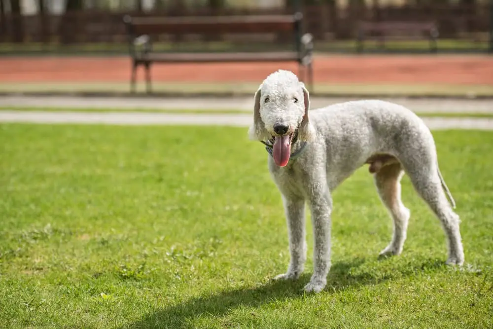 Bedlington terrier an example of some hypoallergenic dog breeds