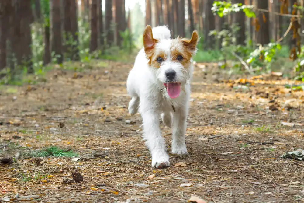 Dog running in the forest
