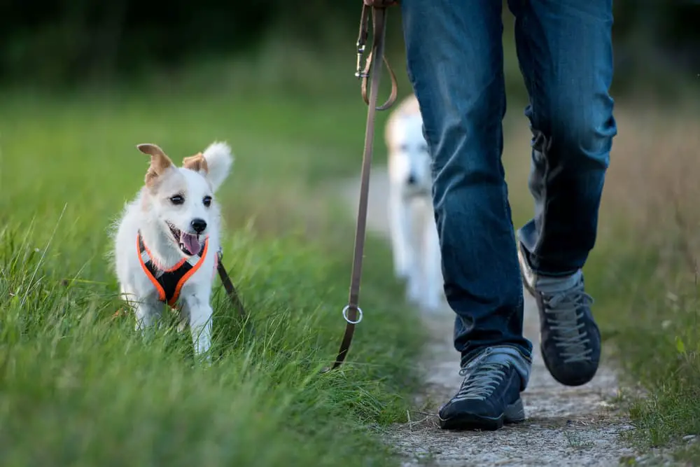 Walking with dogs in a grassy field to prevent Interdigital Cyst on Dogs