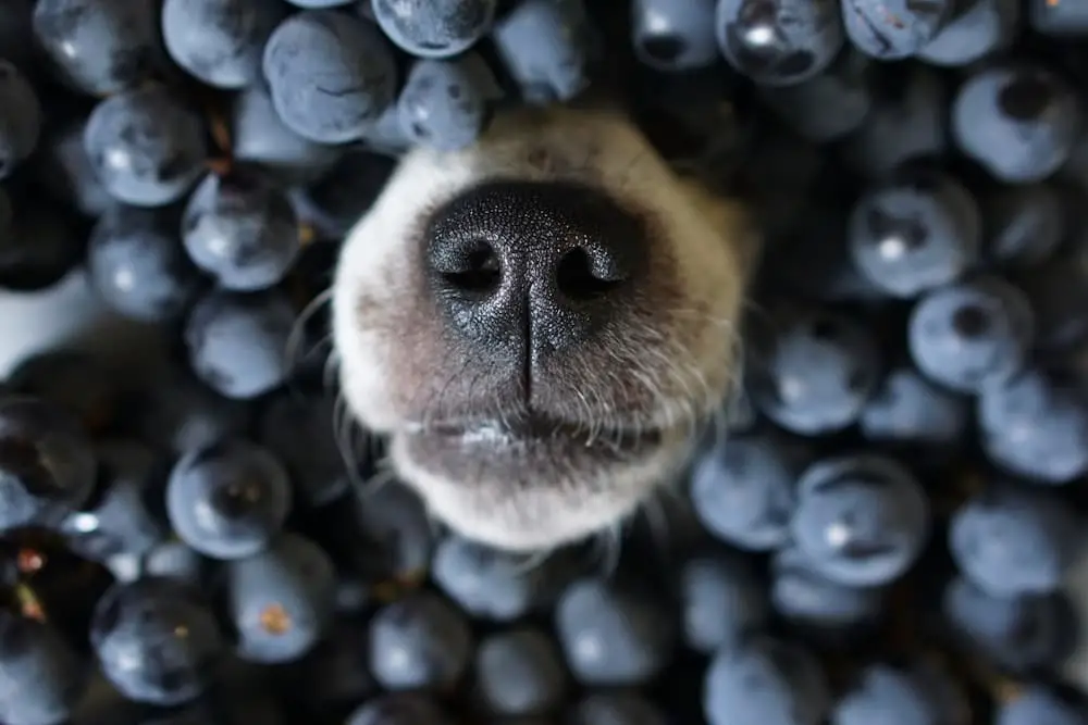 Dog with nose poking out of a bunch of blueberries