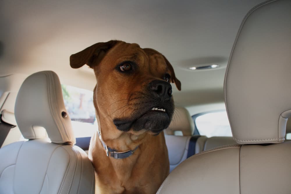 Anxious dog in car