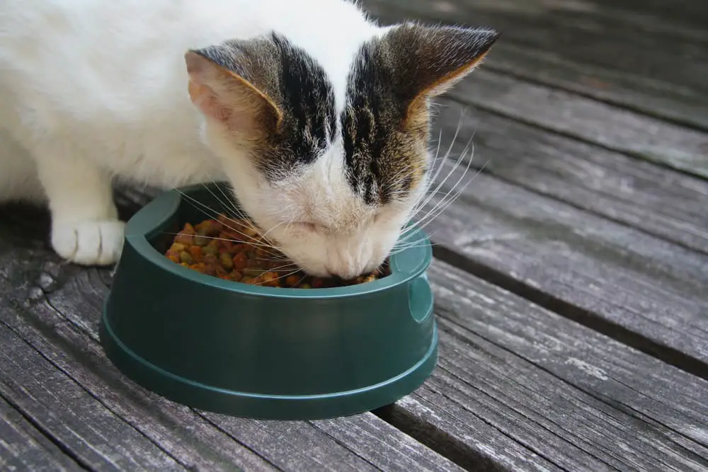 Cat eating from a plastic water bowl
