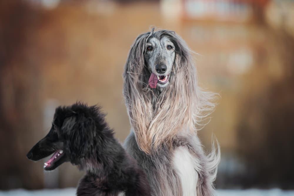 Afghan hound dog an example of some hypoallergenic dog breeds
