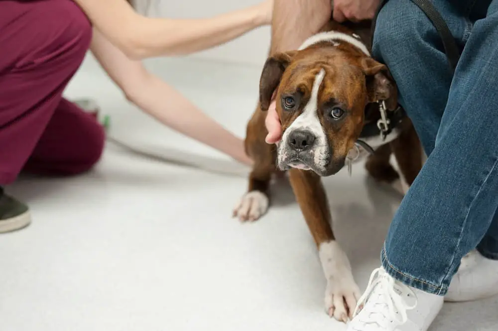 Boxer dog at the vet