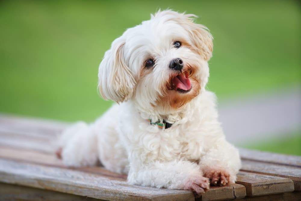 Smiling dog laying on a bench outdoors looking happy