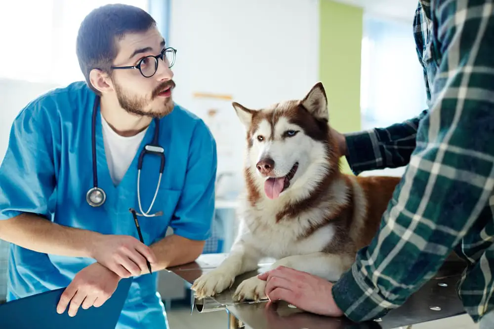 Talking to vet about how to tell if your dog has fleas