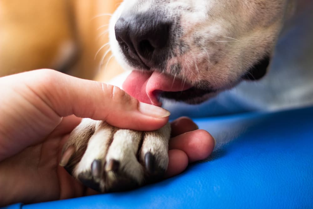 Dog licking paw causing an interdigital cyst on dogs