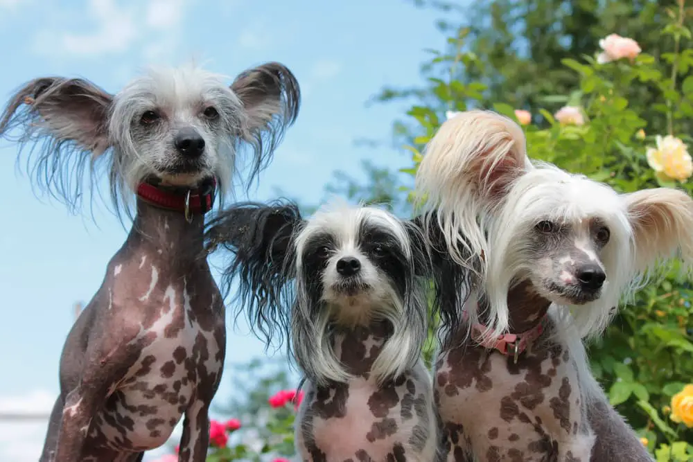 Chinese Crested dog example of some hypoallergenic dog breeds