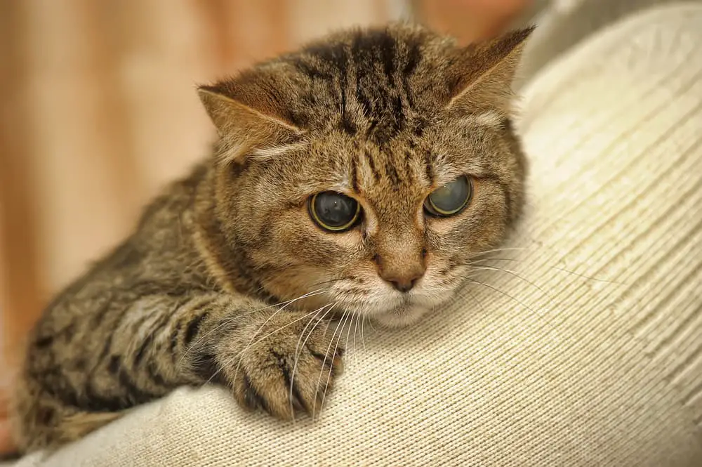 Blind cat with cloudy eyes