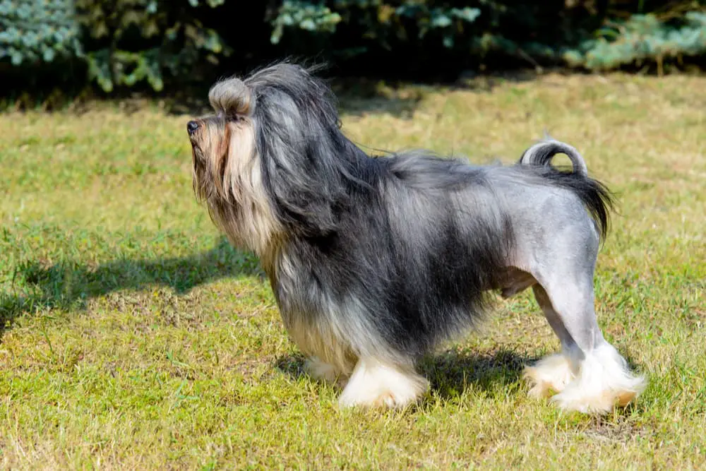 Lowchen dog example of some  hypoallergenic dog breeds