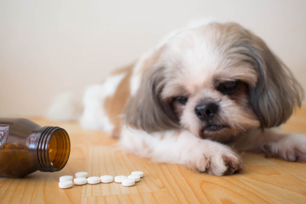 Dog laying on floor next to bottle of medicines