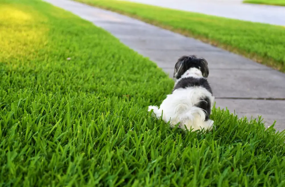 dog going to the bathroom on grass