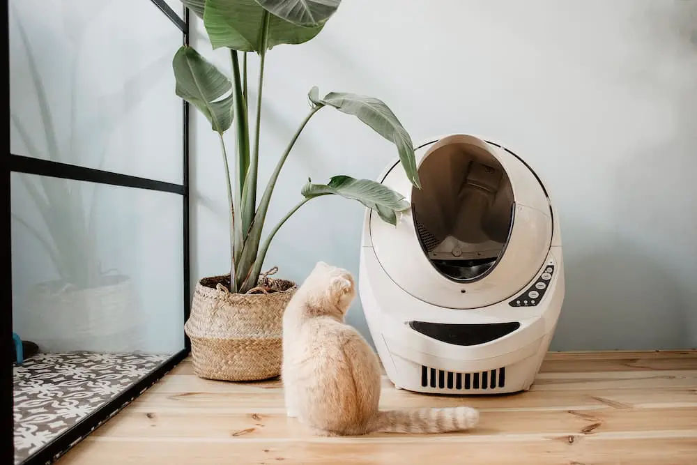 whisker litter-robot review cat sitting outside of the litter robot looking at it