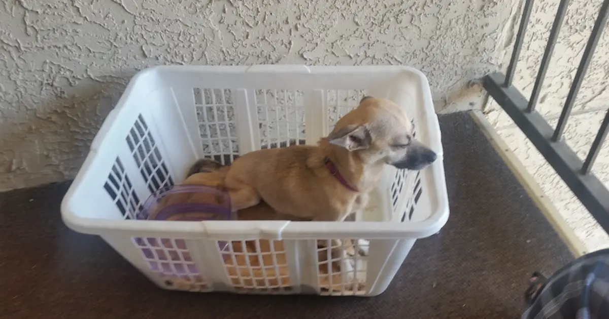 little one laundry basket
