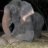 raju the elephant