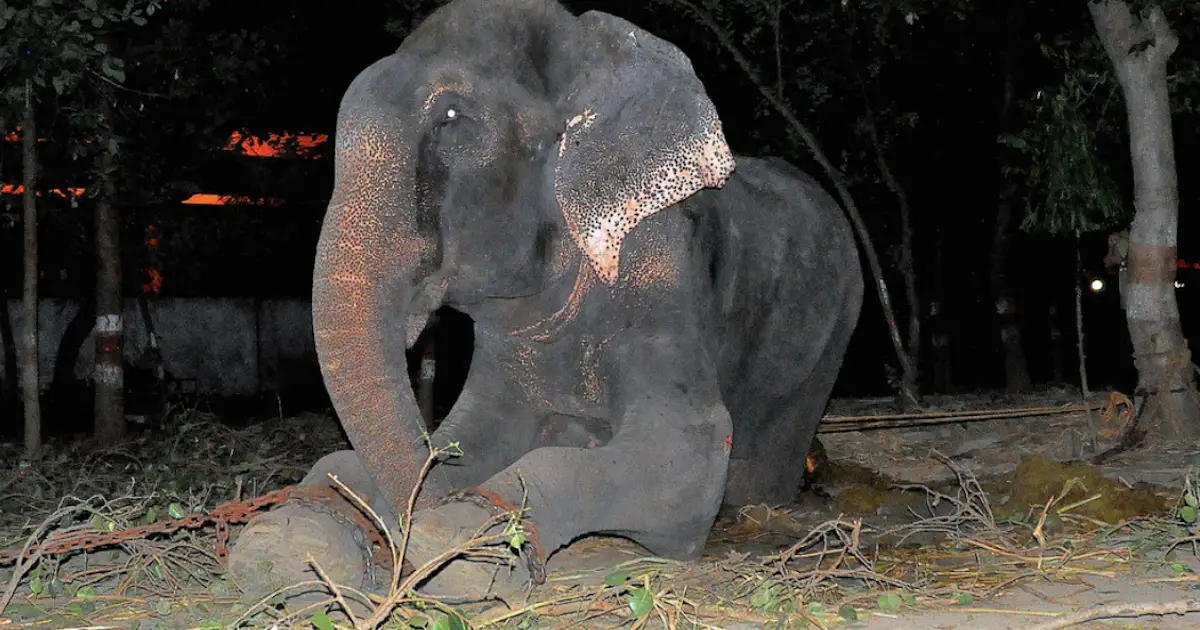 raju the elephant