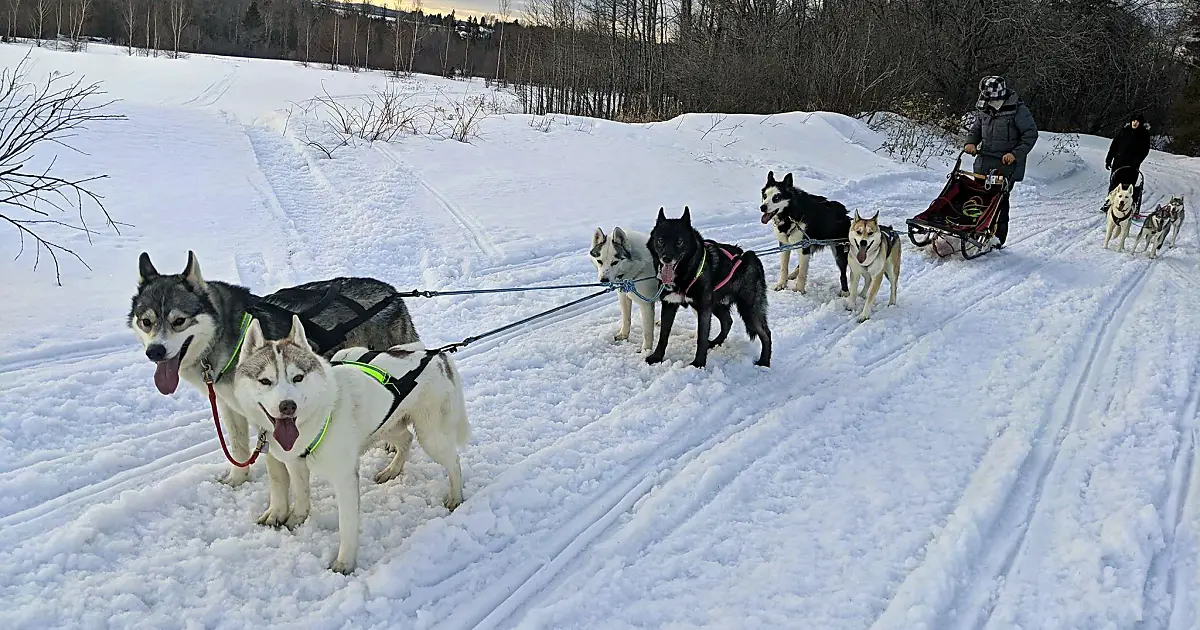 sled dogs feat 2