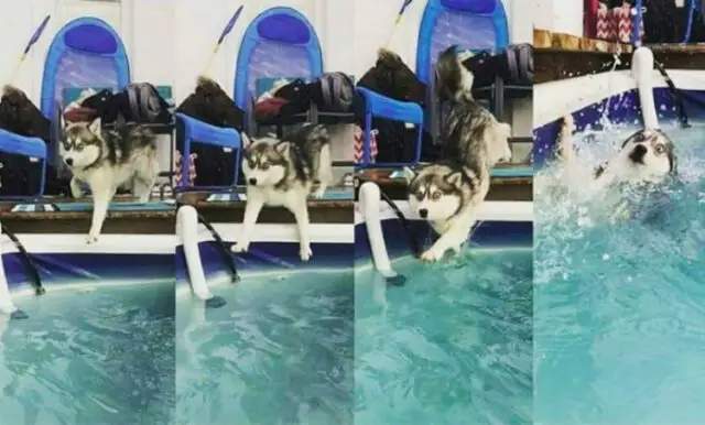 dog diving