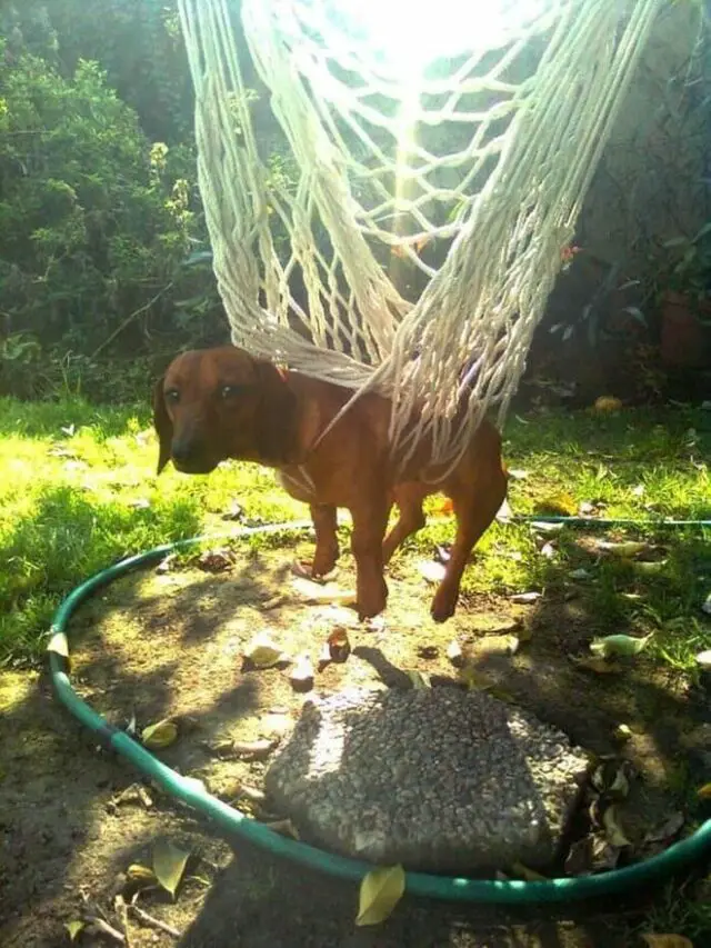 dog hanging from net