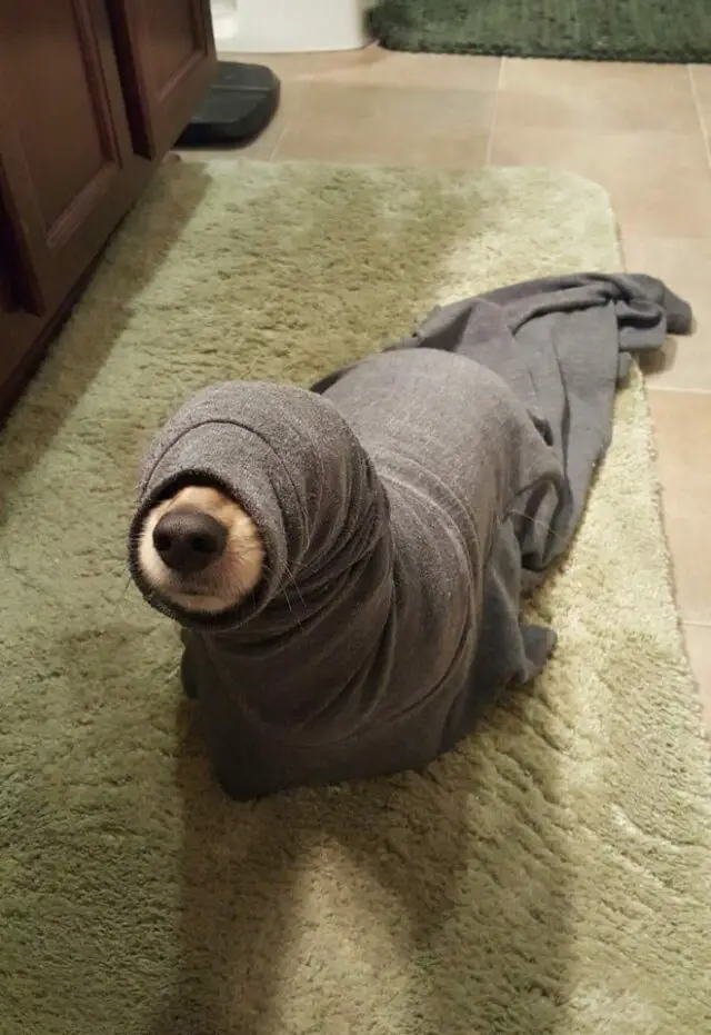 dog in blanket