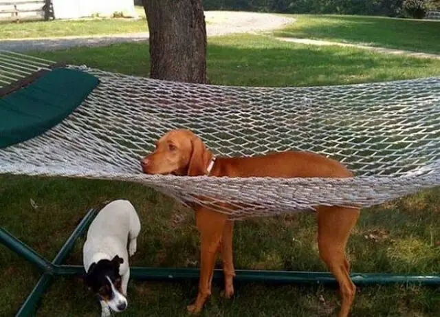 dog in net