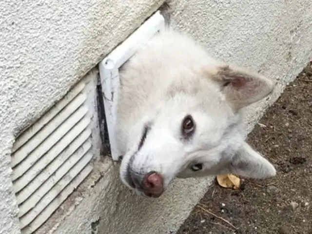 dog in sewer