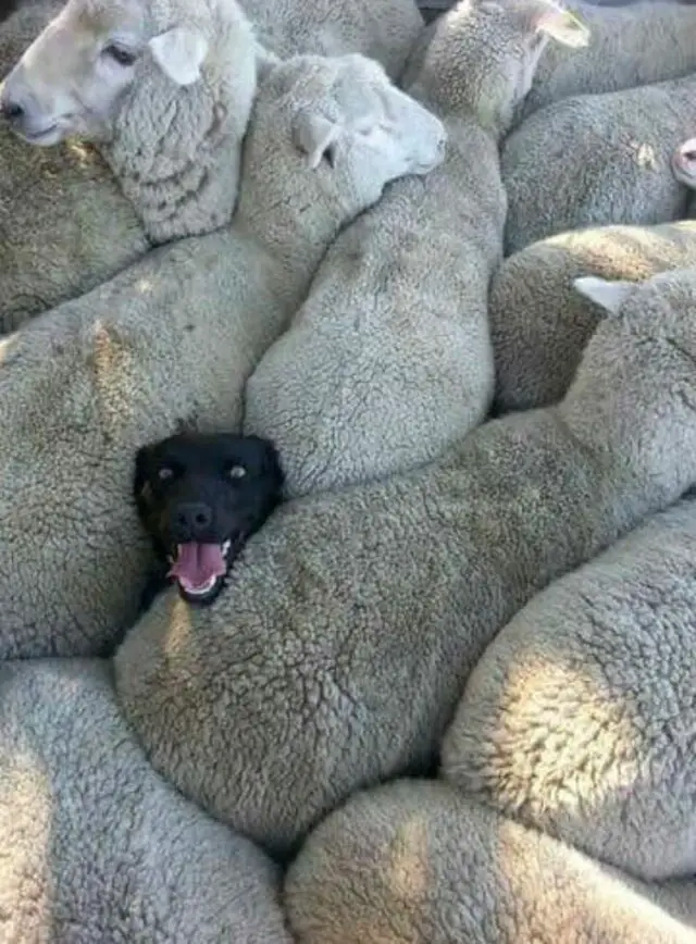 dog in sheep