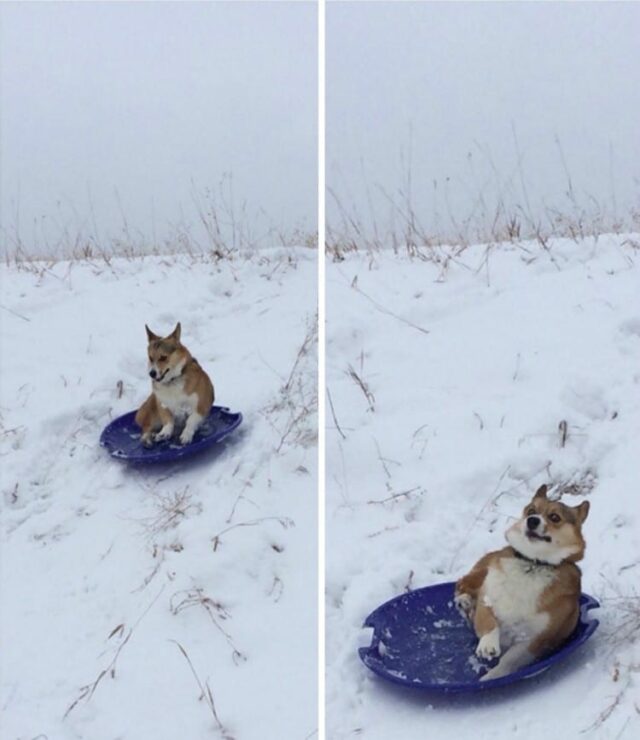 dog snowboarding