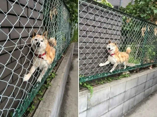 dog stuck in fence