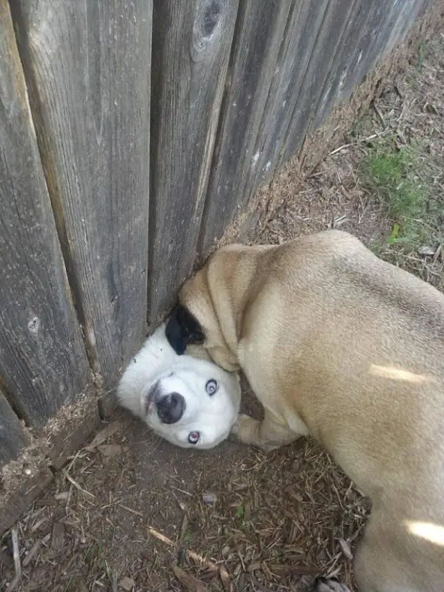 dog under fence