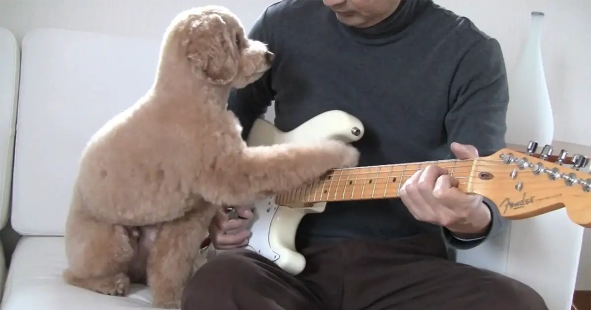 guitarplayingdog