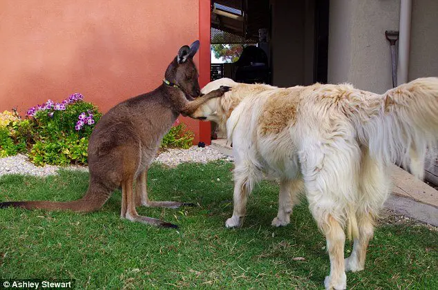 kangaroo dog 2