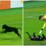 soccer dog feat 2