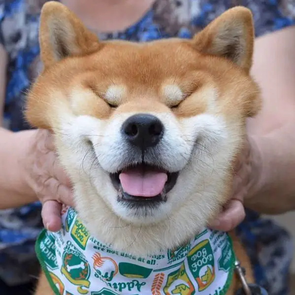 this is ryujii the handsome and ridiculously cute shiba from japan 01 12