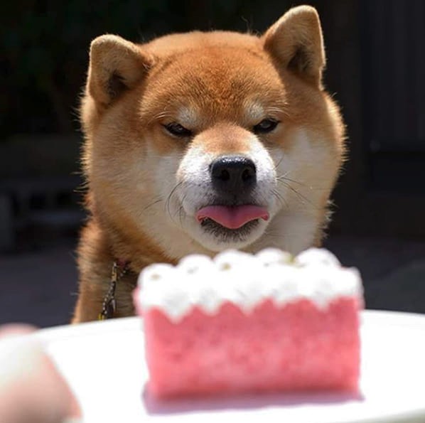 this is ryujii the handsome and ridiculously cute shiba from japan 01 3