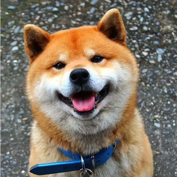this is ryujii the handsome and ridiculously cute shiba from japan 01 8