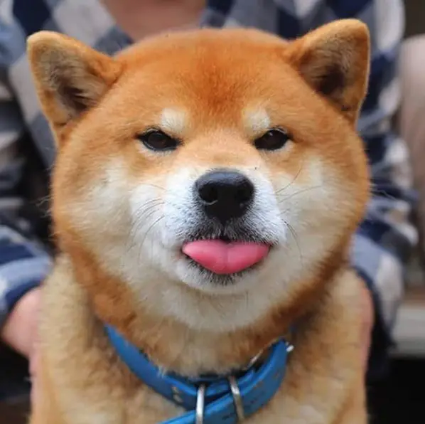 this is ryujii the handsome and ridiculously cute shiba from japan 01 9