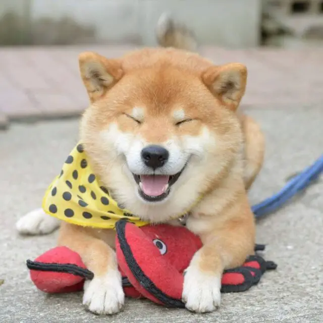this is ryujii the handsome and ridiculously cute shiba from japan 02