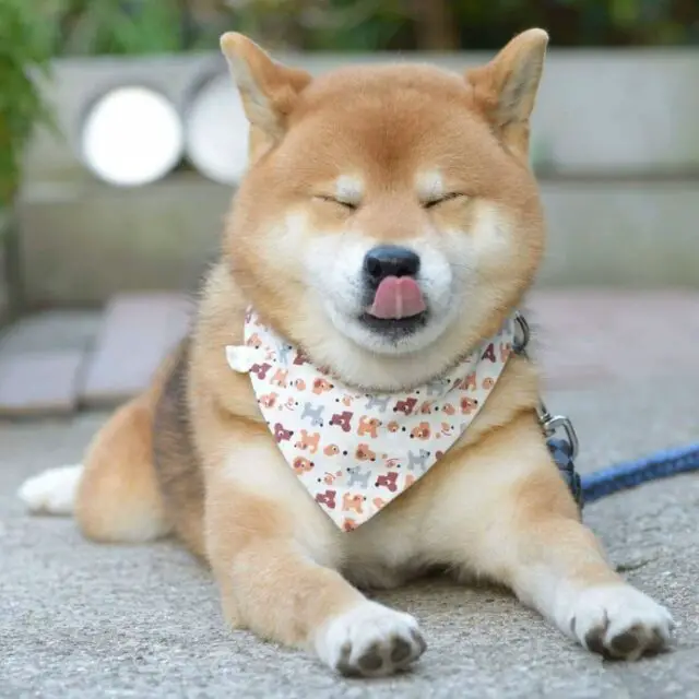 this is ryujii the handsome and ridiculously cute shiba from japan 07