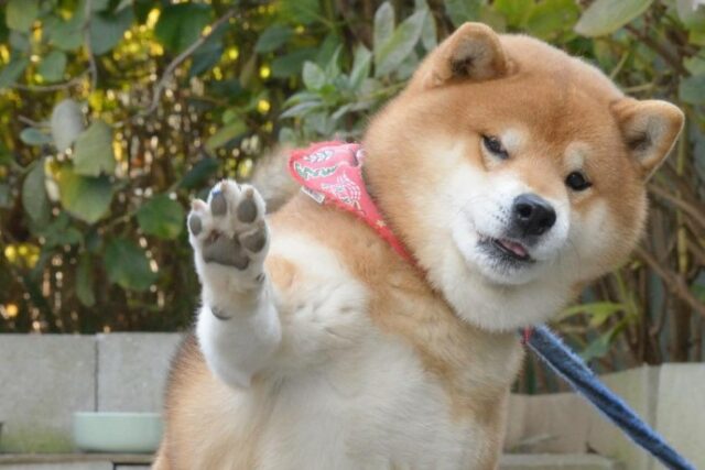 this is ryujii the handsome and ridiculously cute shiba from japan 10