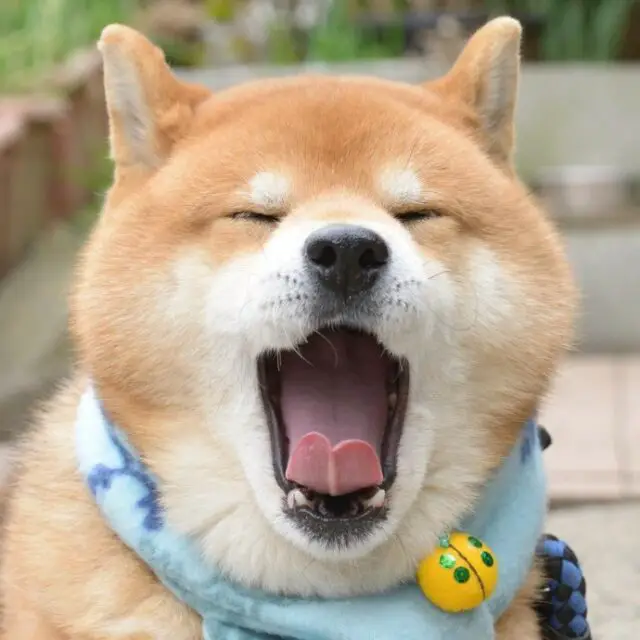 this is ryujii the handsome and ridiculously cute shiba from japan 14
