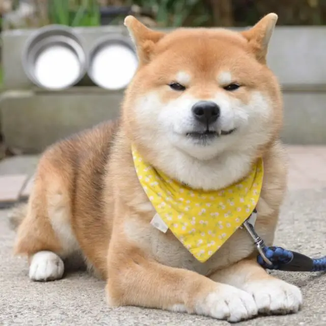 this is ryujii the handsome and ridiculously cute shiba from japan 16