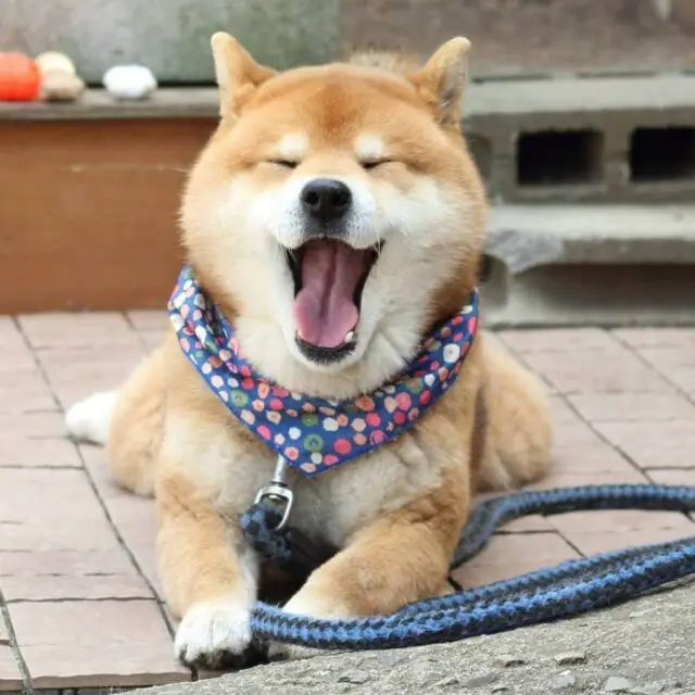 this is ryujii the handsome and ridiculously cute shiba from japan 20