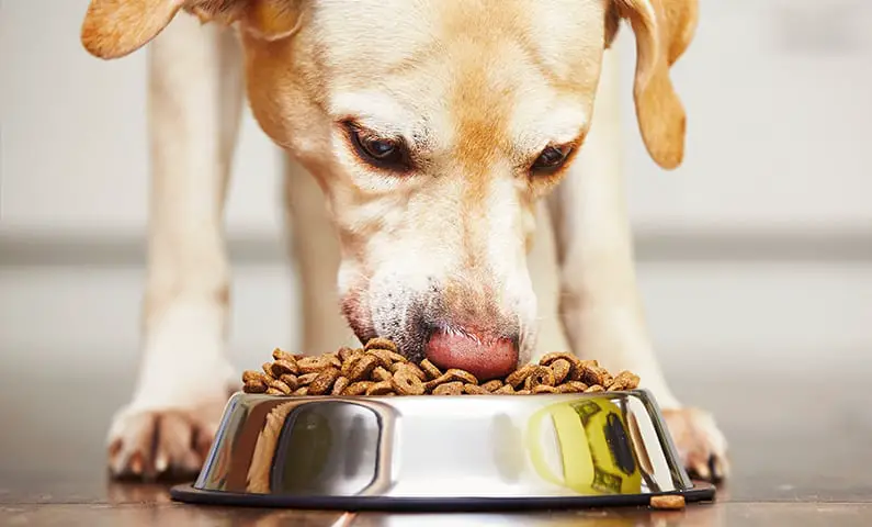 what dogs should eat