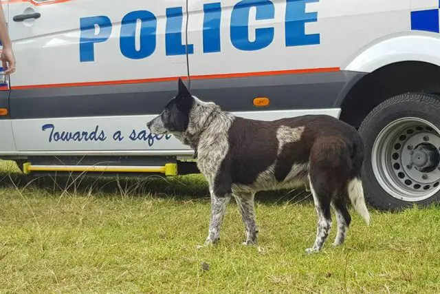 17 year old deaf and partially blind dog leads rescuers to toddler missing for 15 hours and becomes a honorary police dog 02