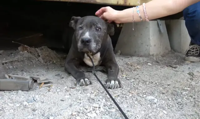 A senior dog was rescued after living for nearly a decade under a container 3